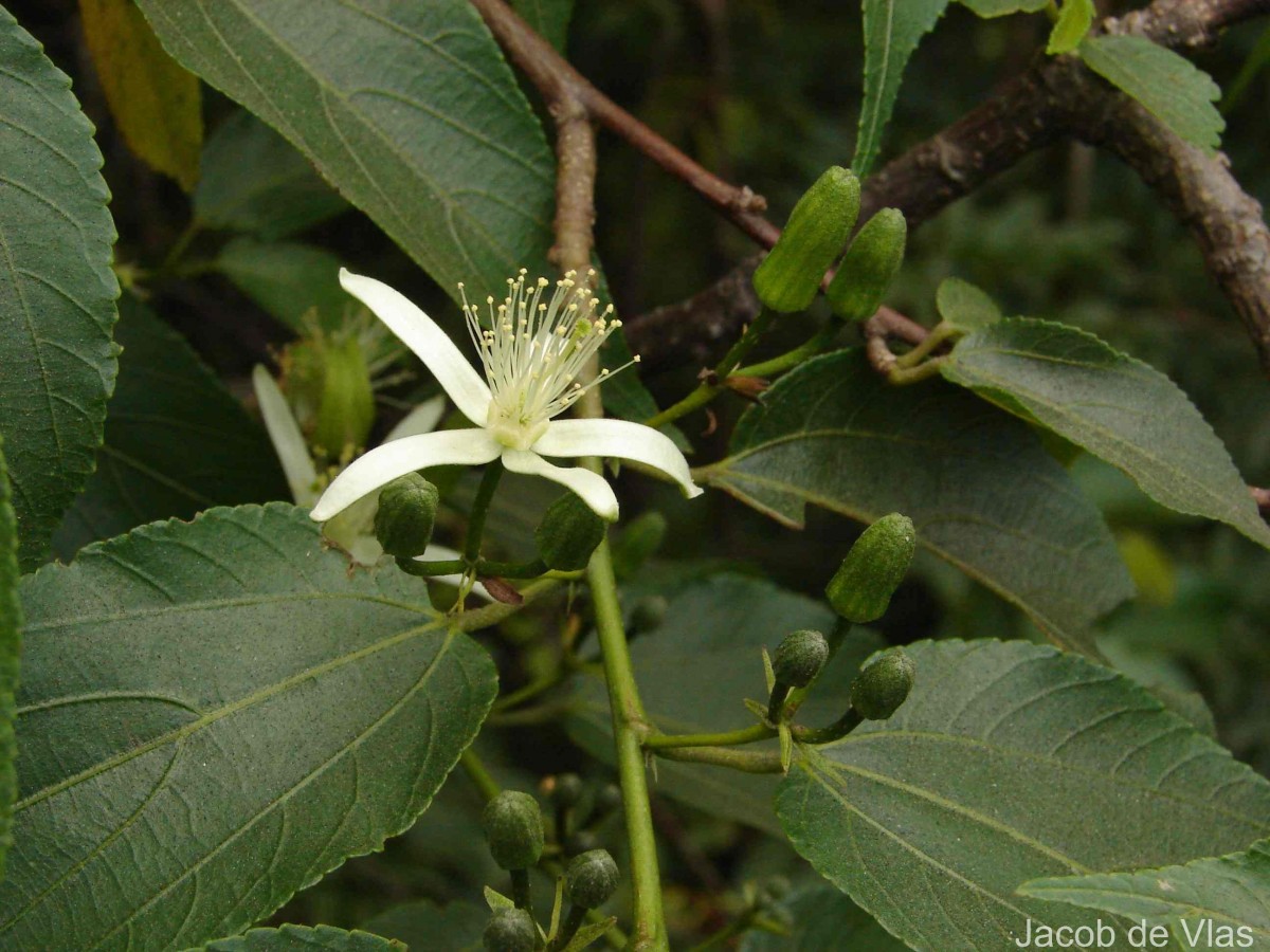 Grewia bracteata Roth